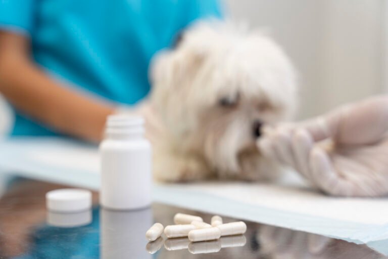 Korea strengthens export of veterinary pharmaceuticals to Latin America and the Caribbean, including Chile and Mexico