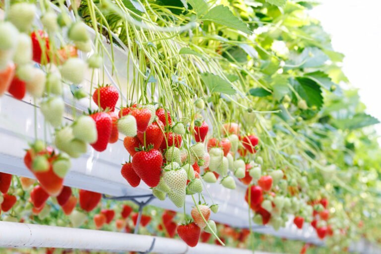 Bayer to launch innovative strawberry variety, Baya Solara