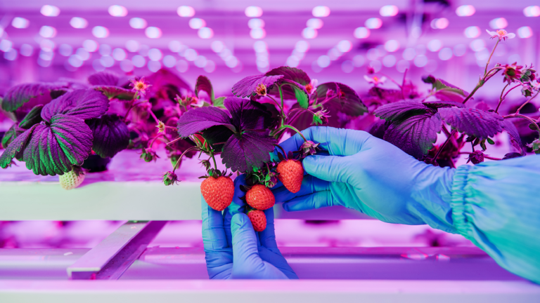 Singapore boosts food resilience with S$70 million investment over five years