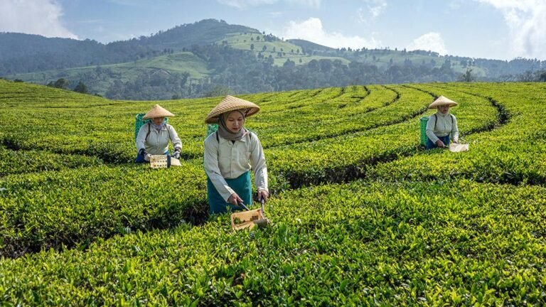 UAE Presidential Court commits $1.5 Mn to ADB agricultural innovation fund to strengthen food security across Asia-Pacific