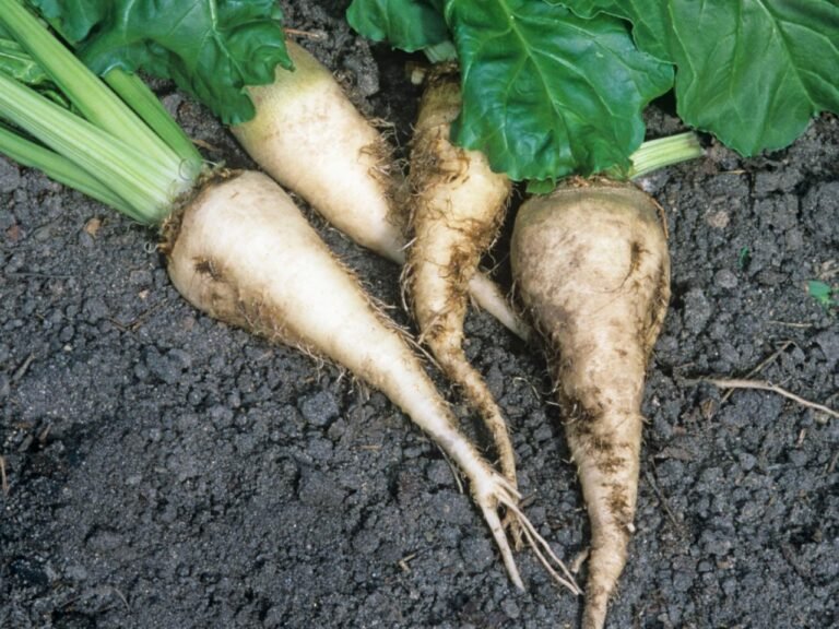 Rising aphid pressure forces emergency intervention in Britain’s sugar beet industry