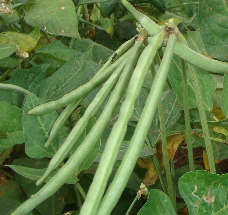 Chinese researchers warn of escalating insecticide resistance in cowpea thrips, urge region-specific control strategies