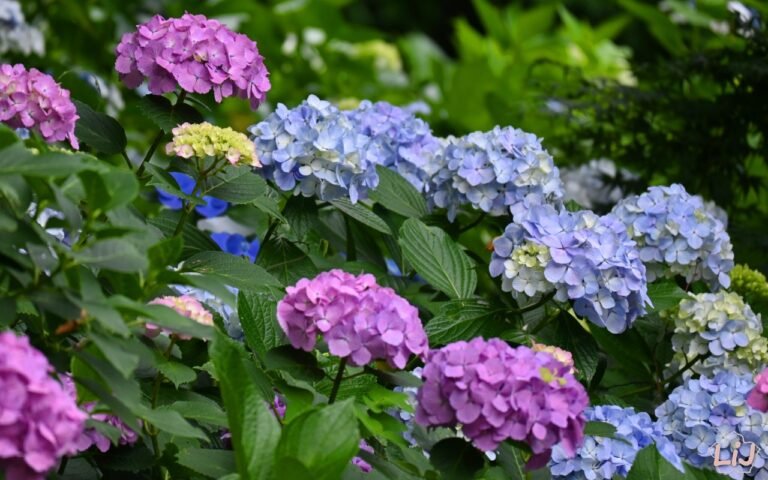 Japan’s leading Hydrangea region unveils first Homegrown variety