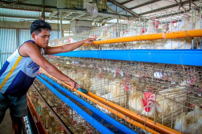 Philippines reopens poultry trade with Argentina following Avian Influenza clearance